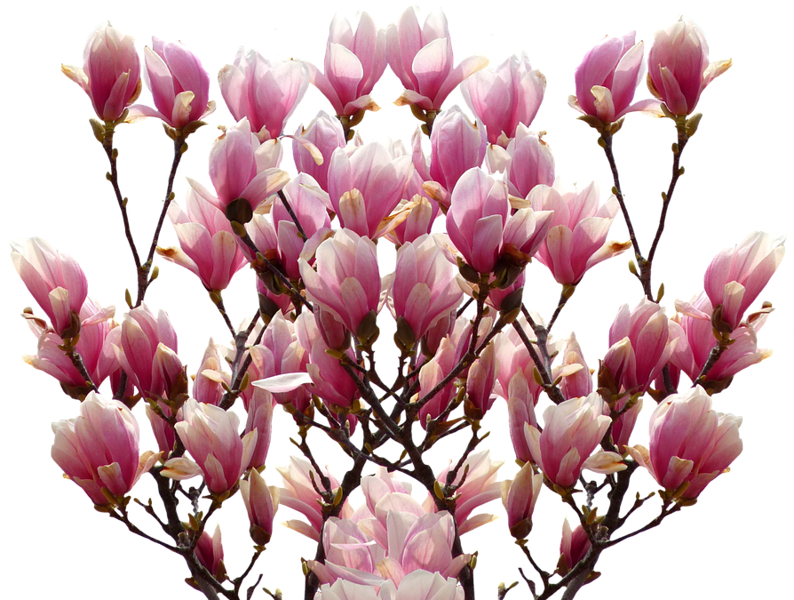Blooming Magnolia Branches.png