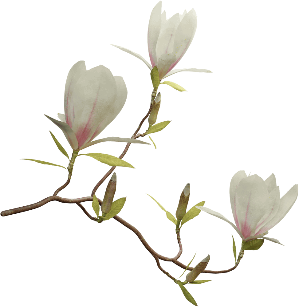 Blooming Magnolia Branches