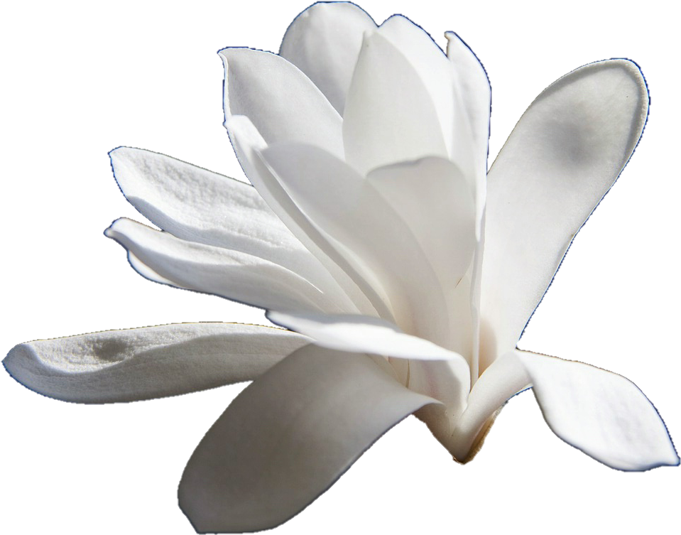 Blooming Magnolia Flower