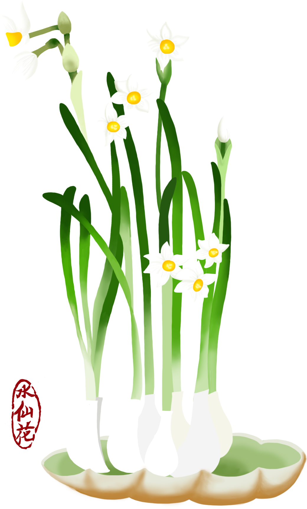 Blooming Narcissus Flowers Illustration