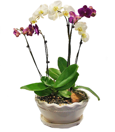 Blooming Orchidsin Ceramic Pot