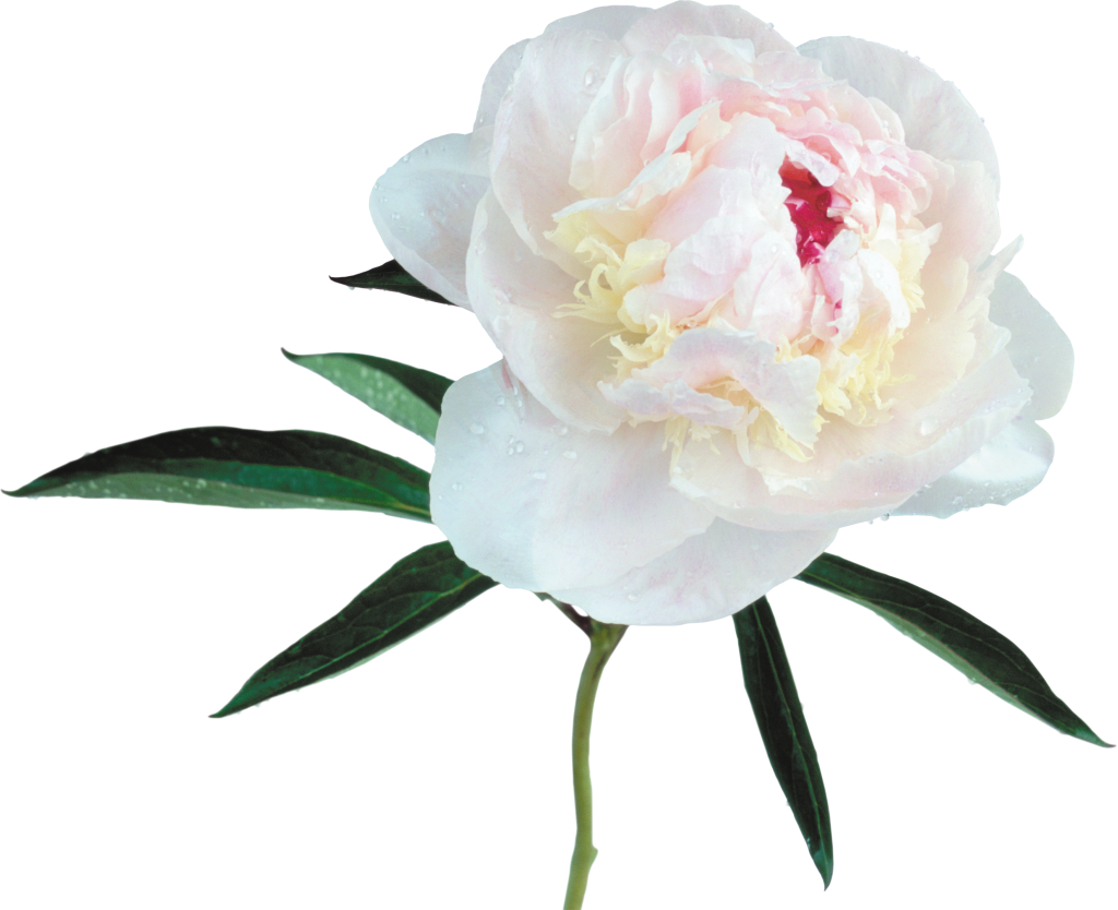 Blooming Peony Flower Transparent Background