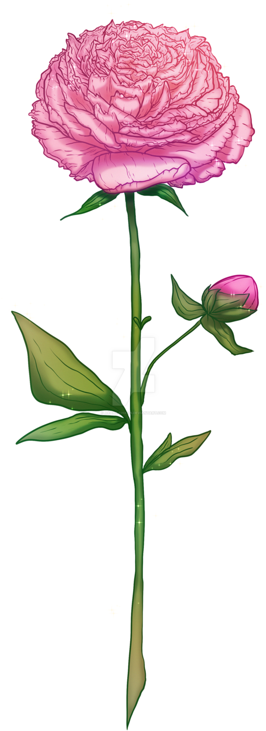 Blooming Peony Illustration