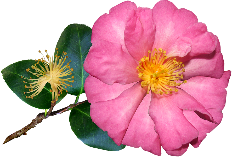 Blooming Pink Camellia Flower