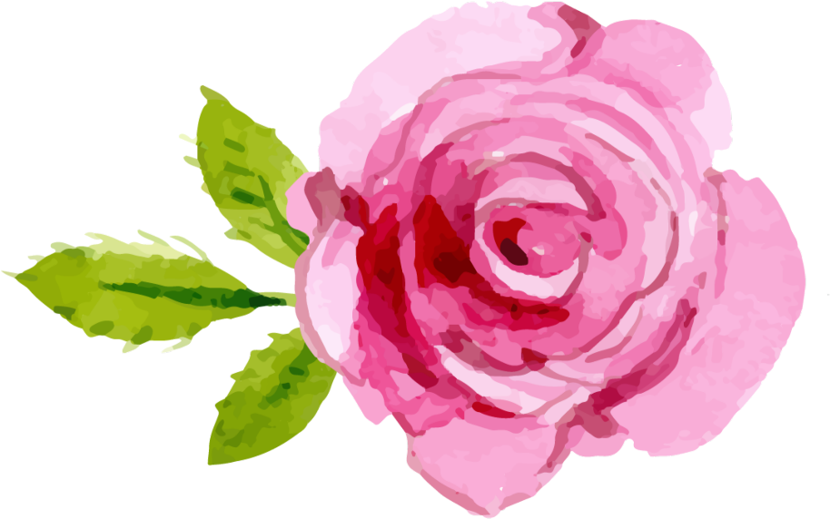 Blooming Pink Rose Illustration