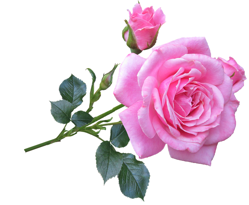 Blooming Pink Rose Transparent Background