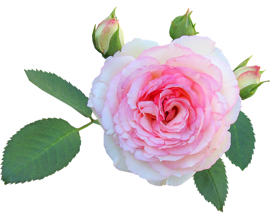 Blooming Pink Rose Transparent Background