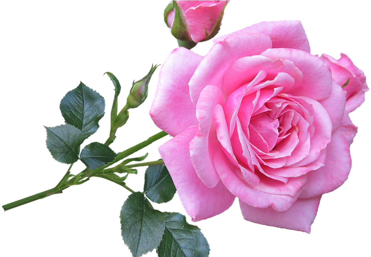 Blooming Pink Rose Transparent Background