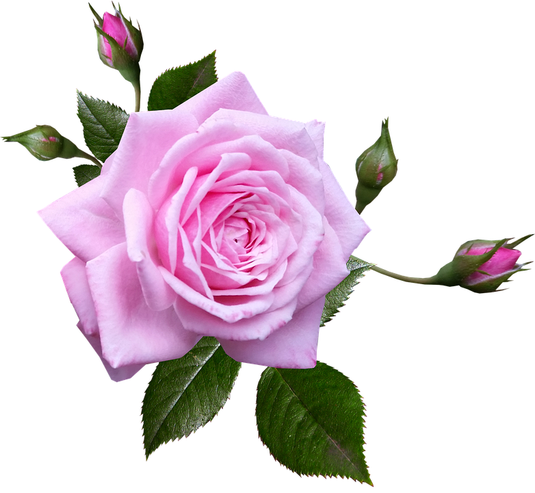 Blooming Pink Rose Transparent Background.png