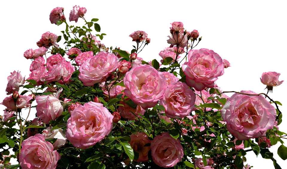 Blooming Pink Roses Against Sky