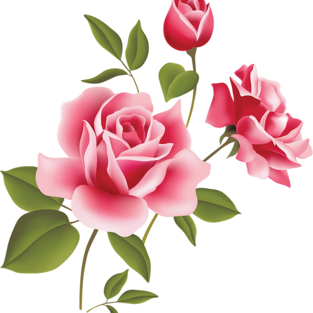 Blooming Pink Roses Illustration.png