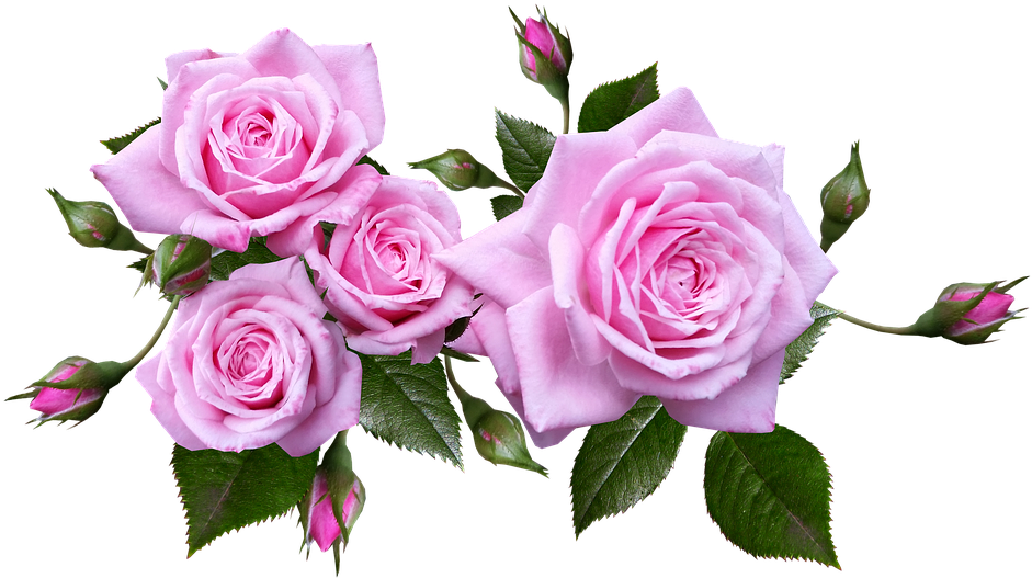 Blooming Pink Roses Transparent Background