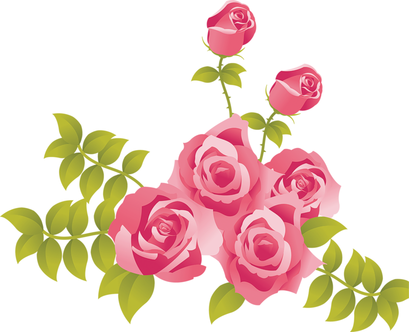 Blooming Pink Roses Vector
