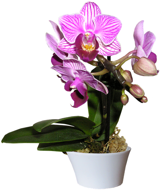 Blooming Purple Orchidin Pot