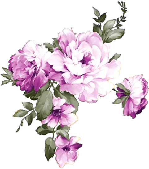 Blooming Purple Peony Flowers