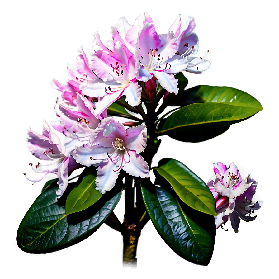 Blooming Rhododendron Png 15