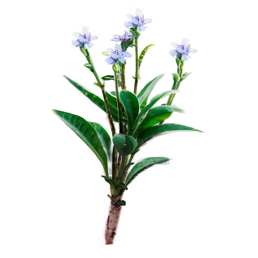 Blooming Small Plant Png 56