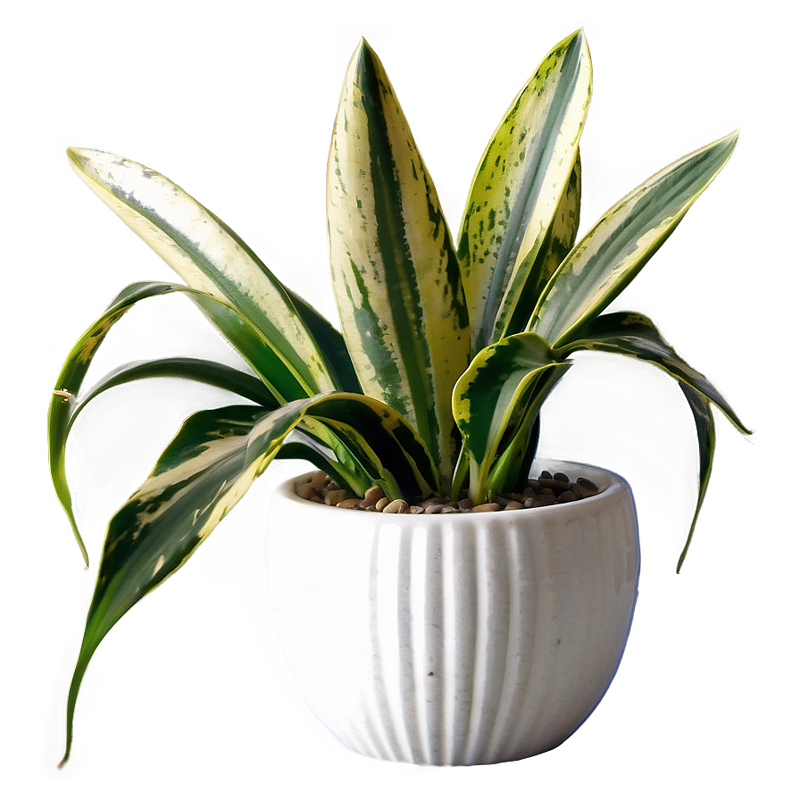 Blooming Snake Plant Png Cwy65