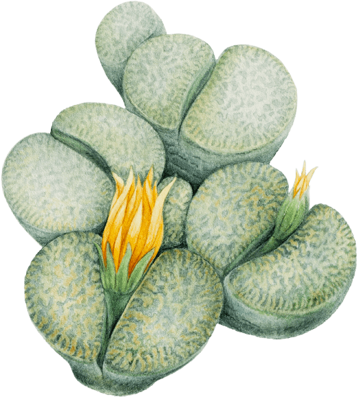 Blooming Succulent Illustration.png