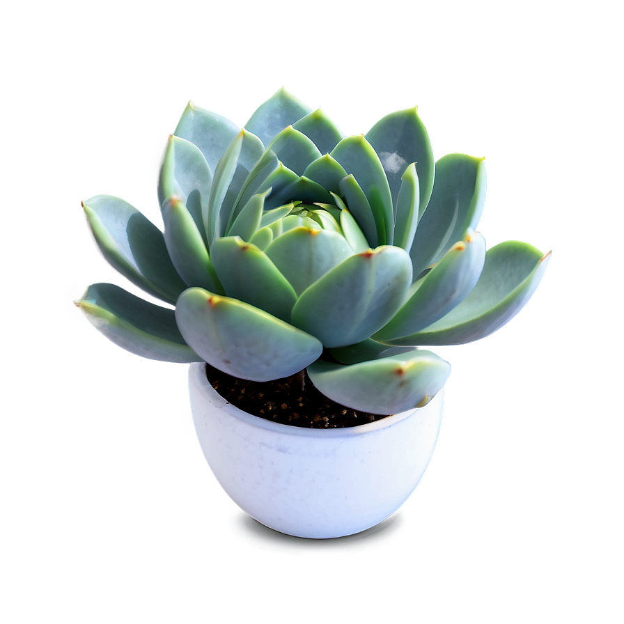 Blooming Succulent Png Gbs