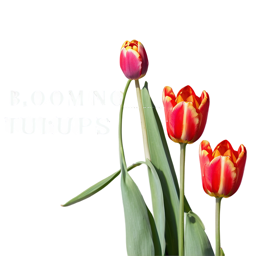 Blooming Tulips Spring Png Lbr47