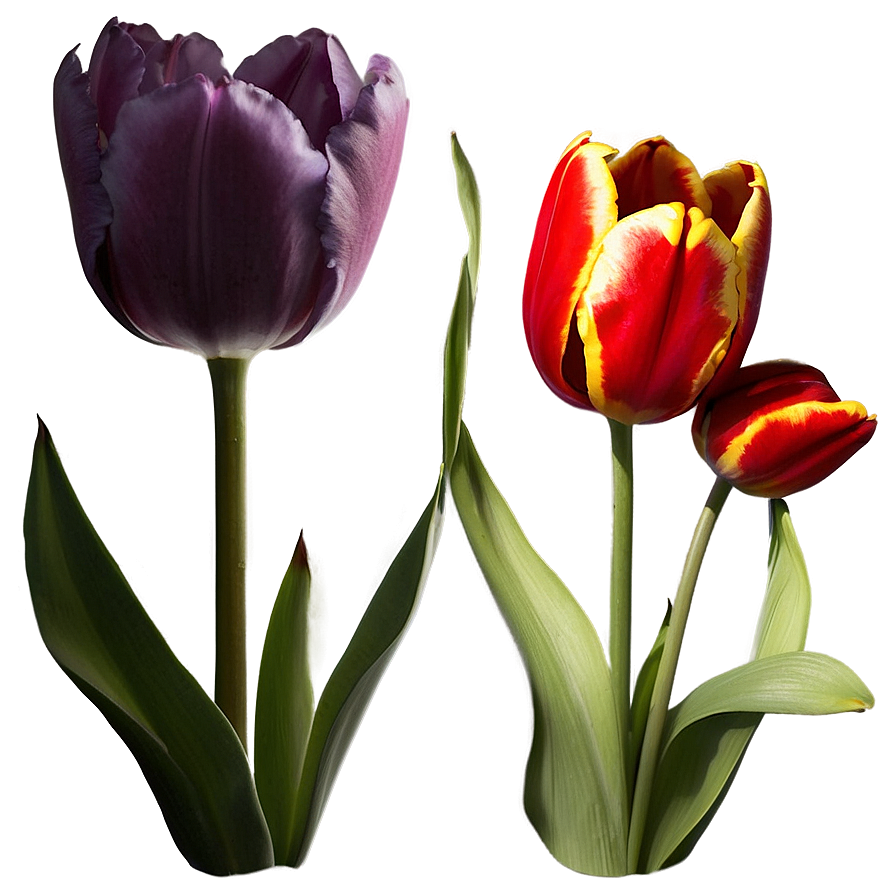 Blooming Tulips Trio Png 94