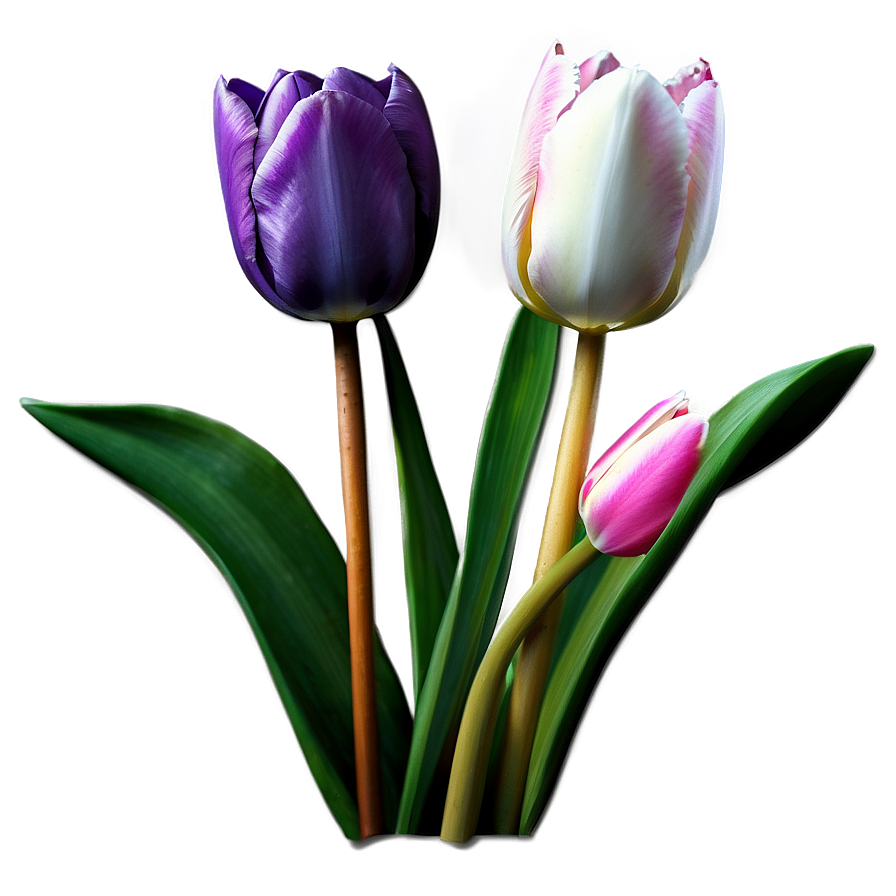 Blooming Tulips Trio Png Lft