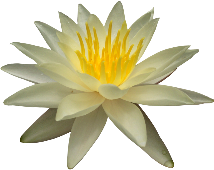 Blooming Water Lily Transparent Background