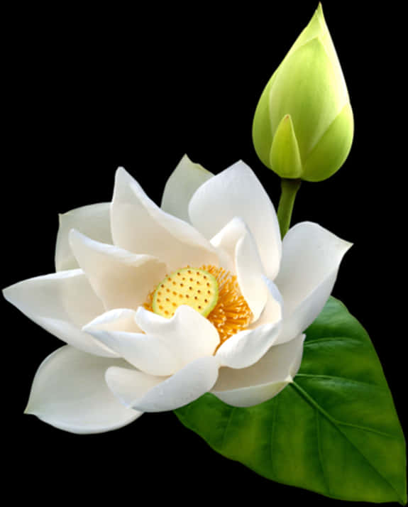 Blooming White Lotus Flower