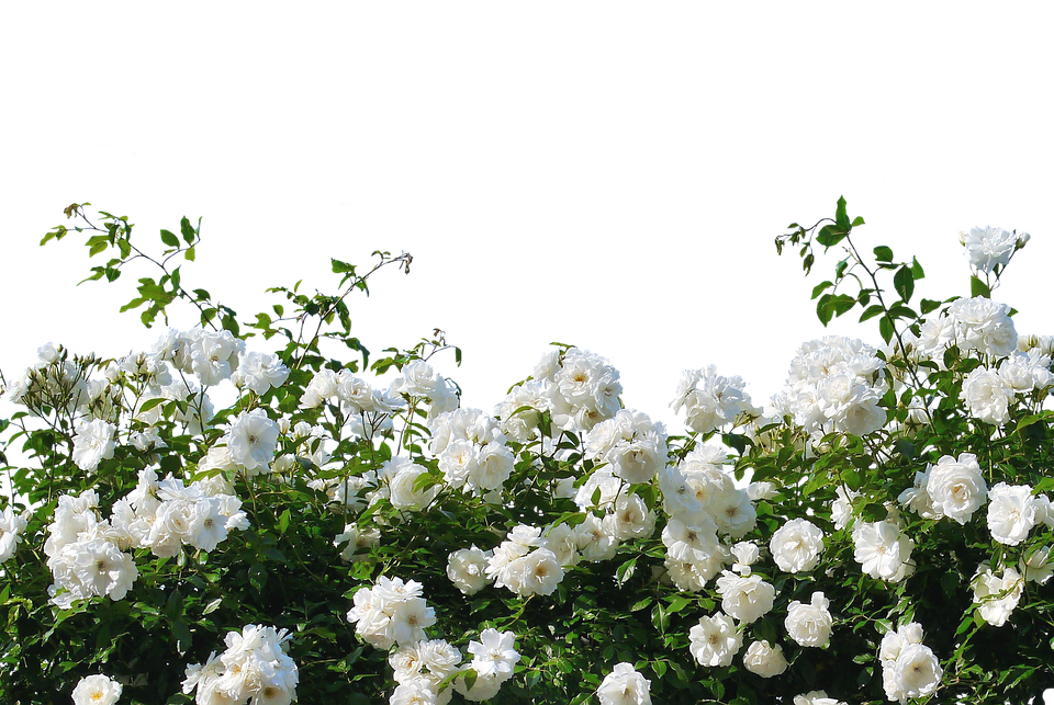 Blooming White Roses Garden Background