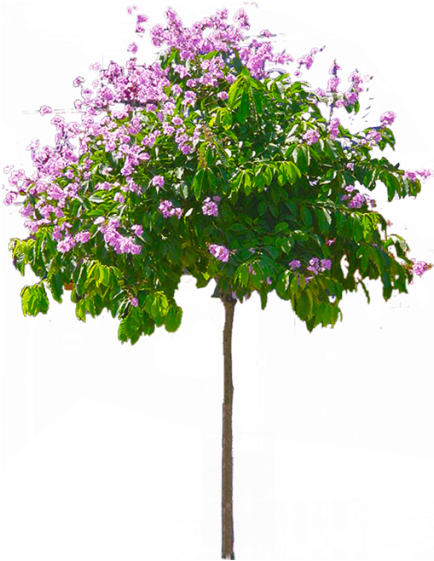 Blossoming Pink Flower Tree