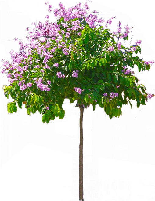 Blossoming Pink Tree Graphic