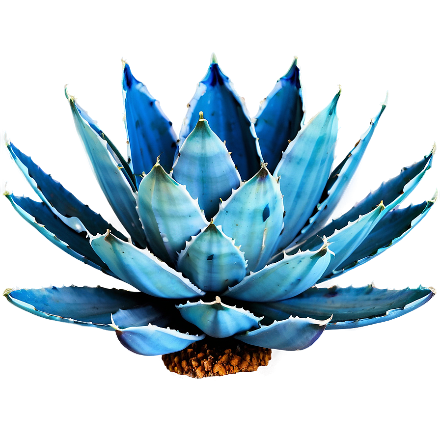 Blue Agave Png 92