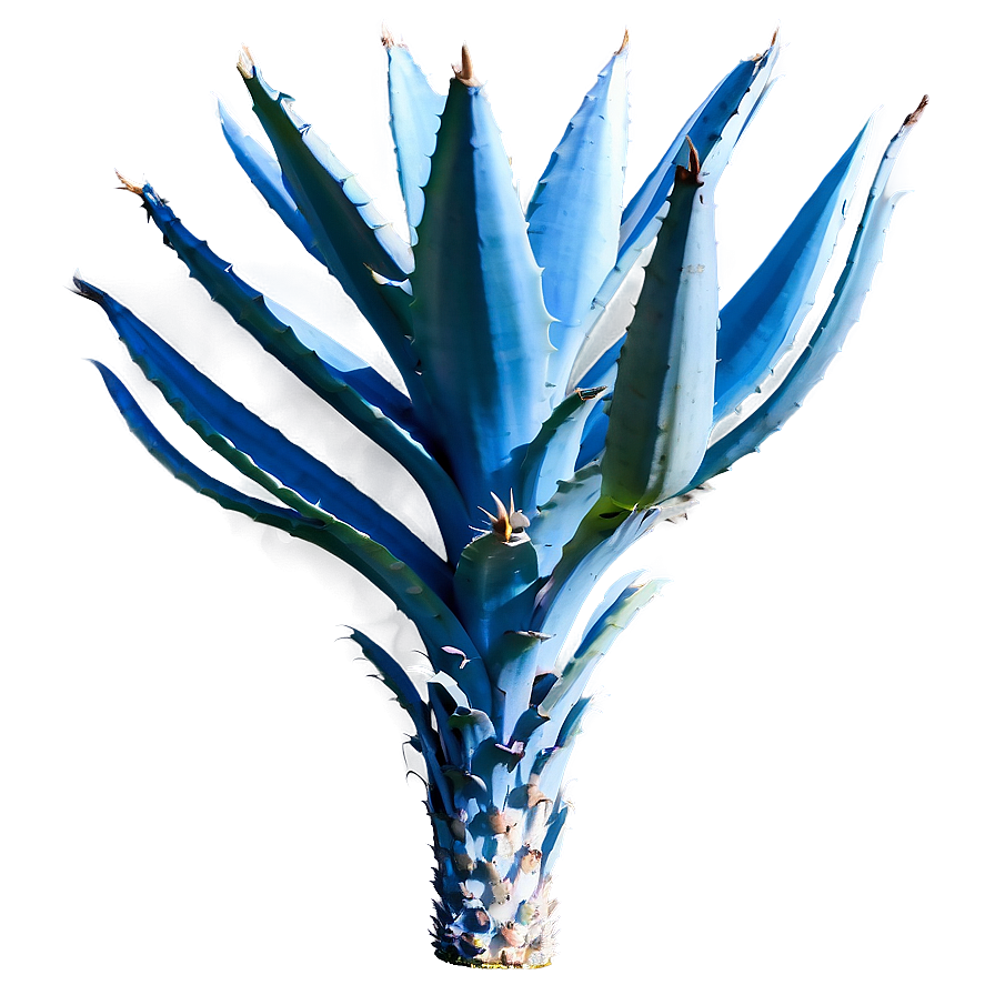 Blue Agave Png Nim43