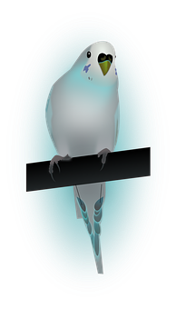 Blue Budgie Illustration