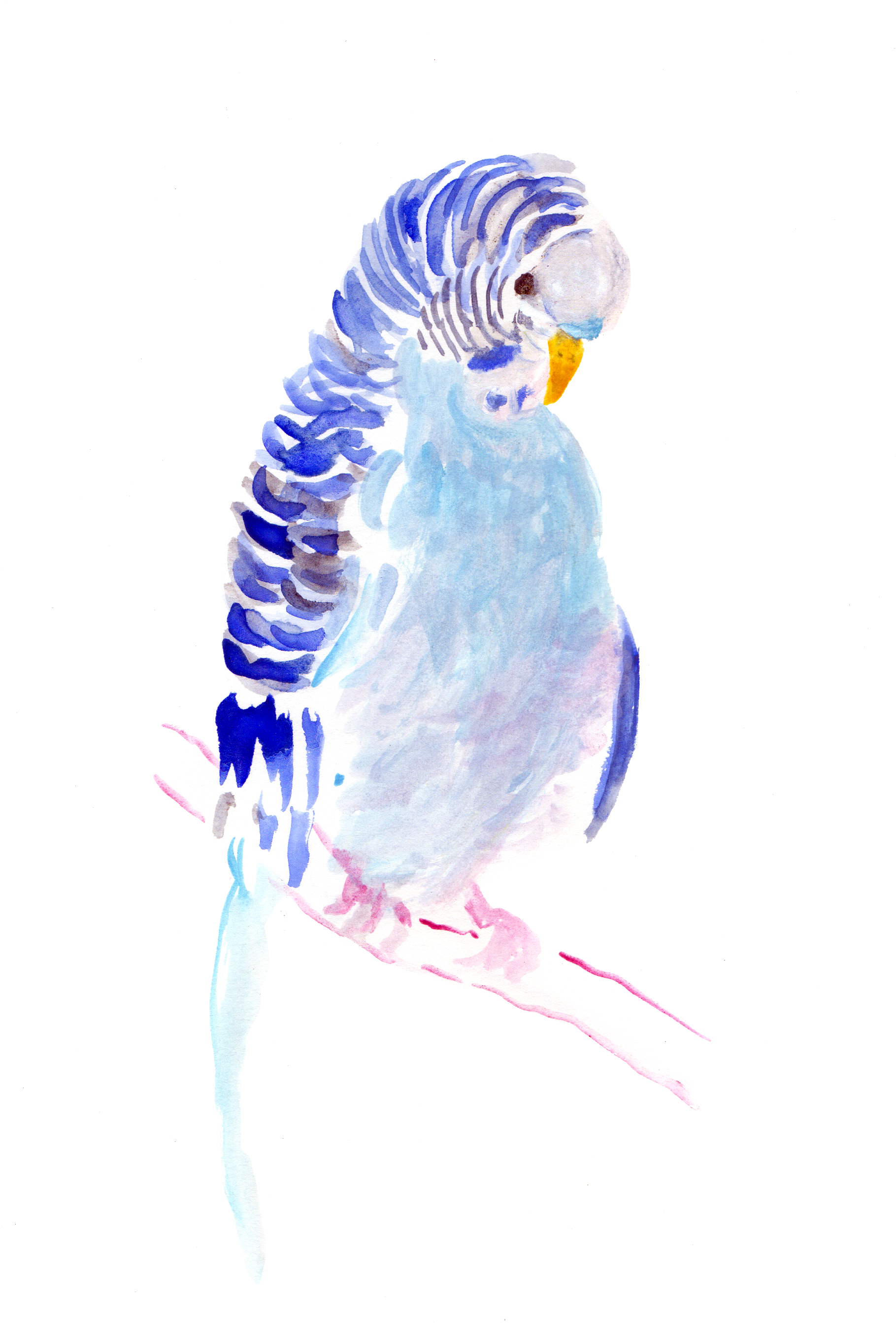 Blue Budgie Watercolor Artwork