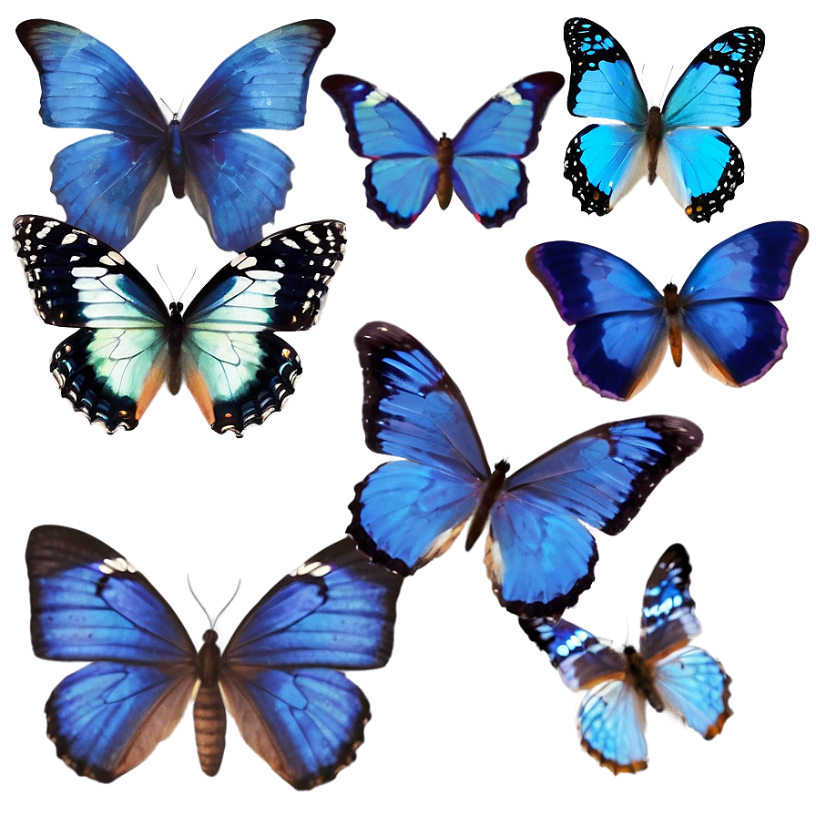 Blue Butterflies Png 27