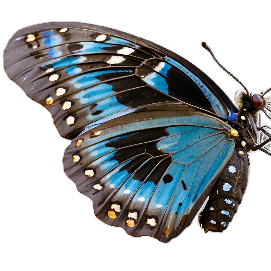 Blue Butterfly In The Wild Png 93