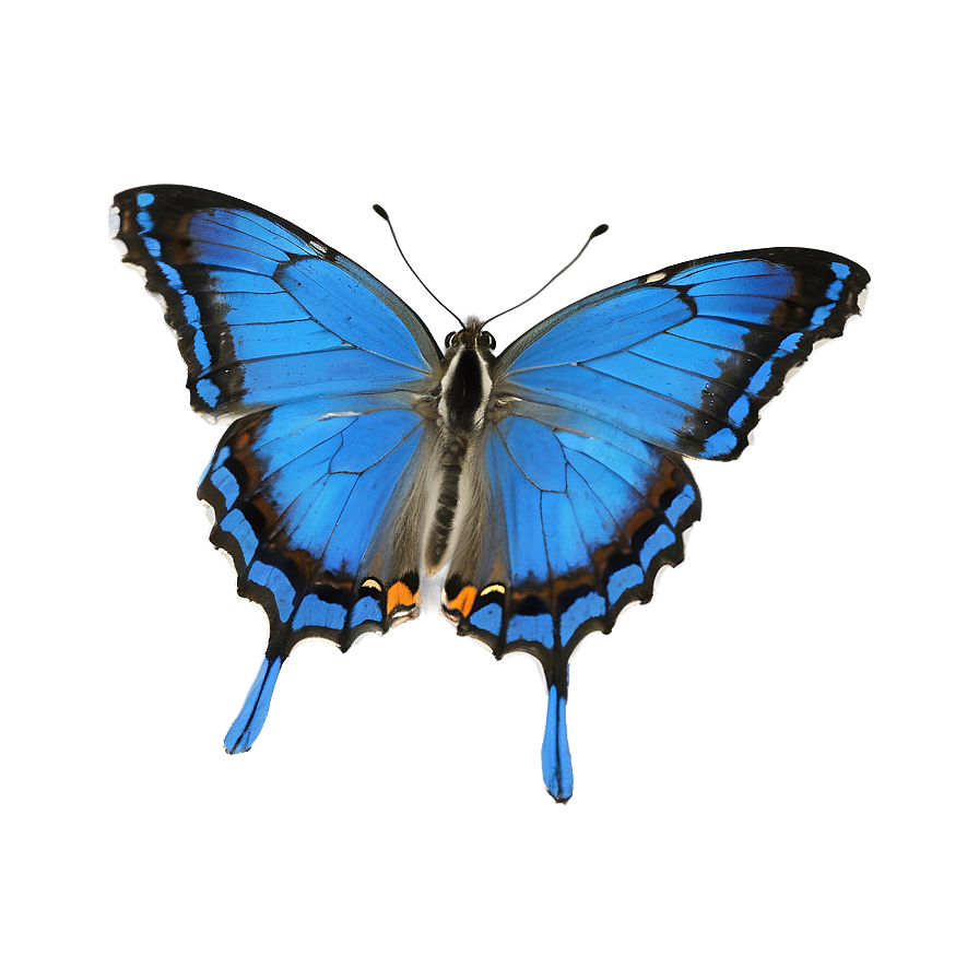 Blue Butterfly In The Wild Png Iia