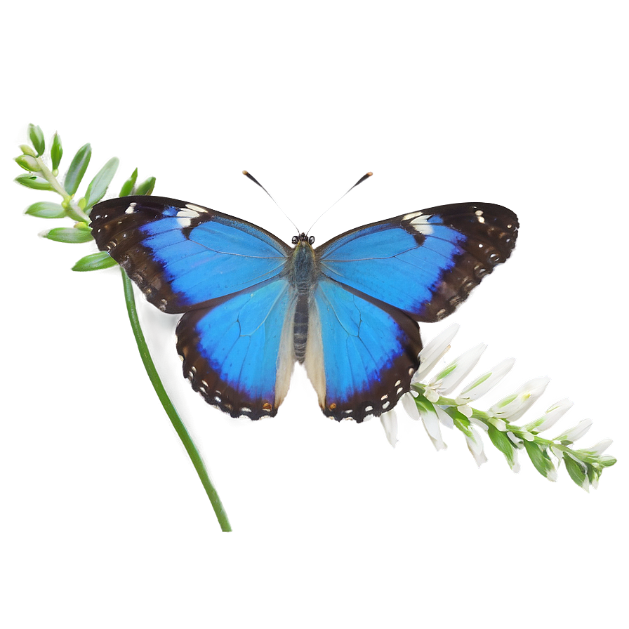 Blue Butterfly In The Wild Png Ycy
