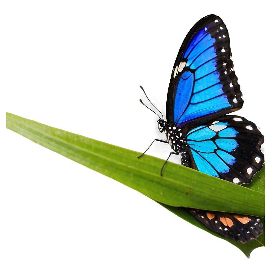 Blue Butterfly On Blue Background Png 05212024