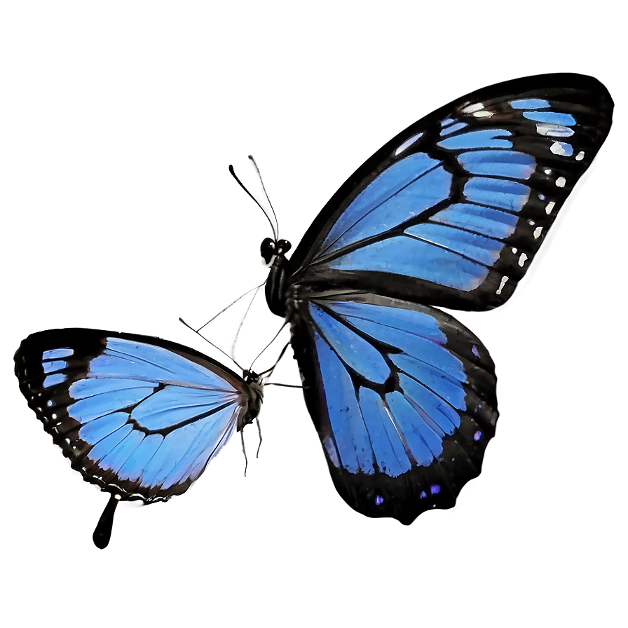 Blue Butterfly Silhouette Png 05212024