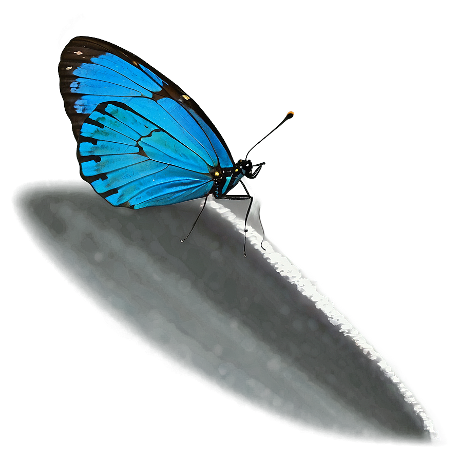 Blue Butterfly With Shadow Png 18