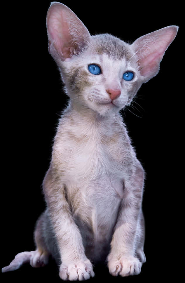 Blue Eyed Kittenwith Large Ears