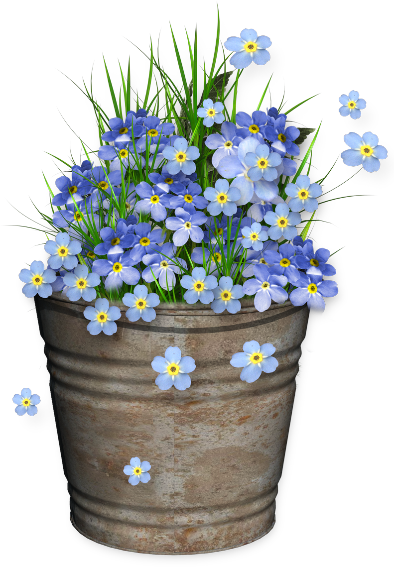 Blue Forget Me Notsin Rustic Pot