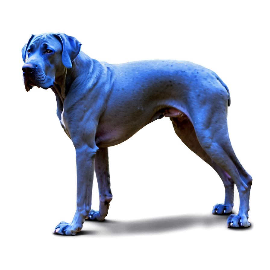 Blue Great Dane Png Pbt