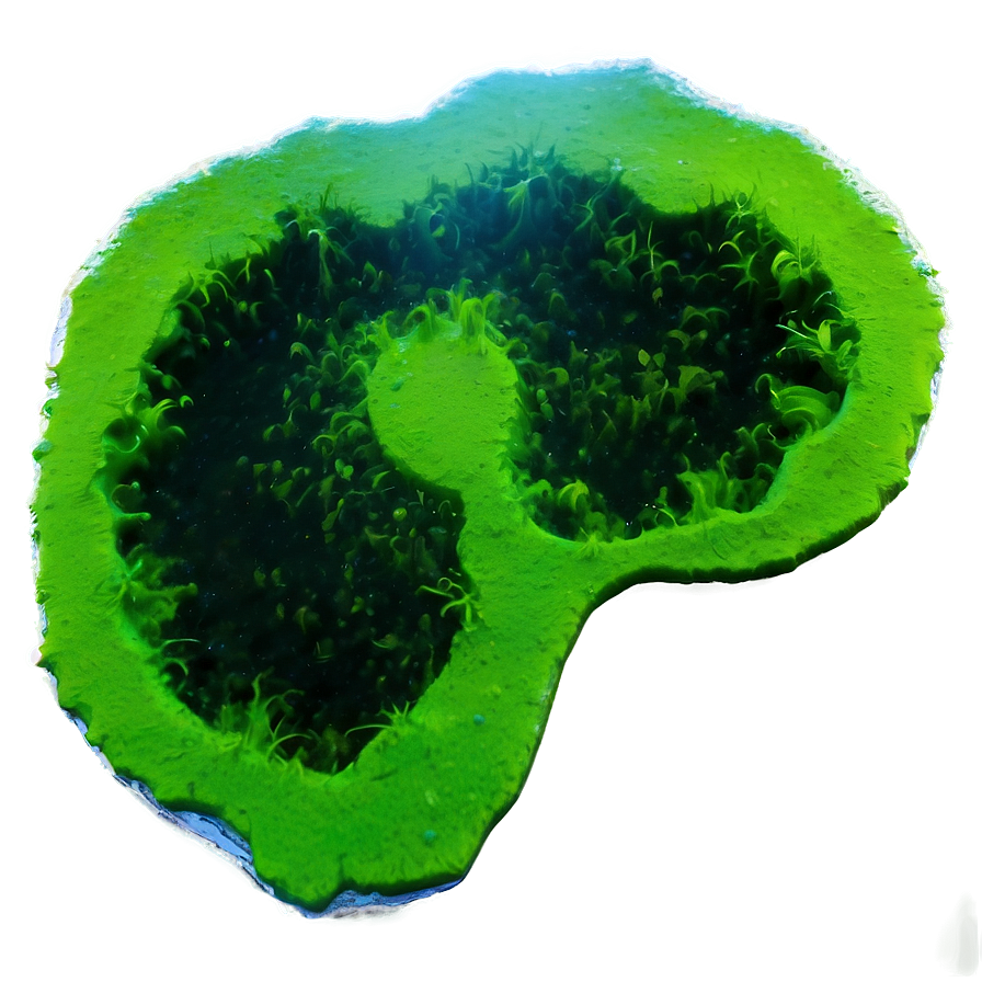 Blue-green Algae Picture Png 16