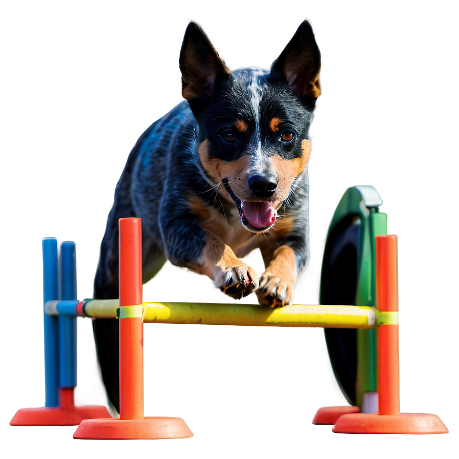 Blue Heeler Agility Course Png Xnp3