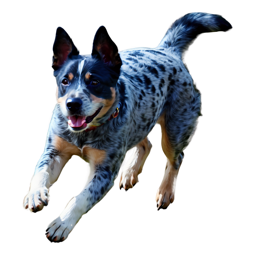 Blue Heeler Leaping Png Itj