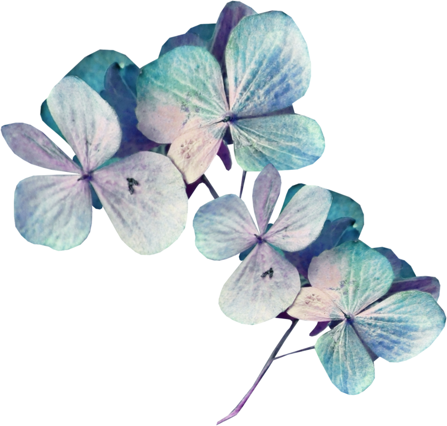 Blue Hydrangea Flowers Transparent Background